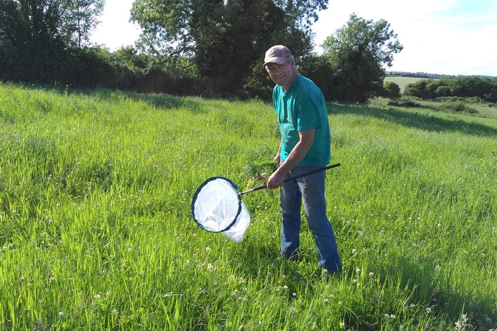 Bumblebee survey on Martin Down