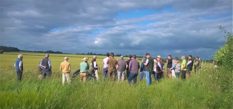 A summer farm walk in Dorset