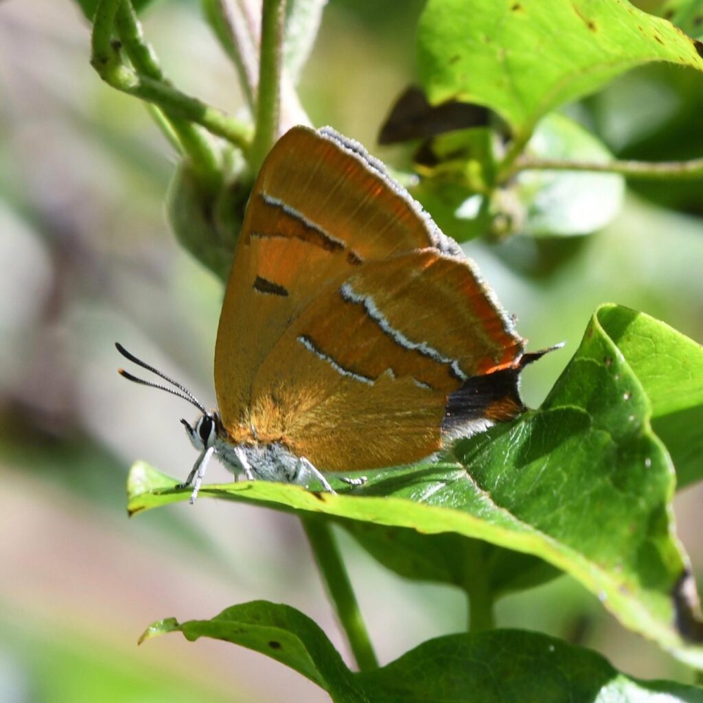 Female brown hairstreak butterfly