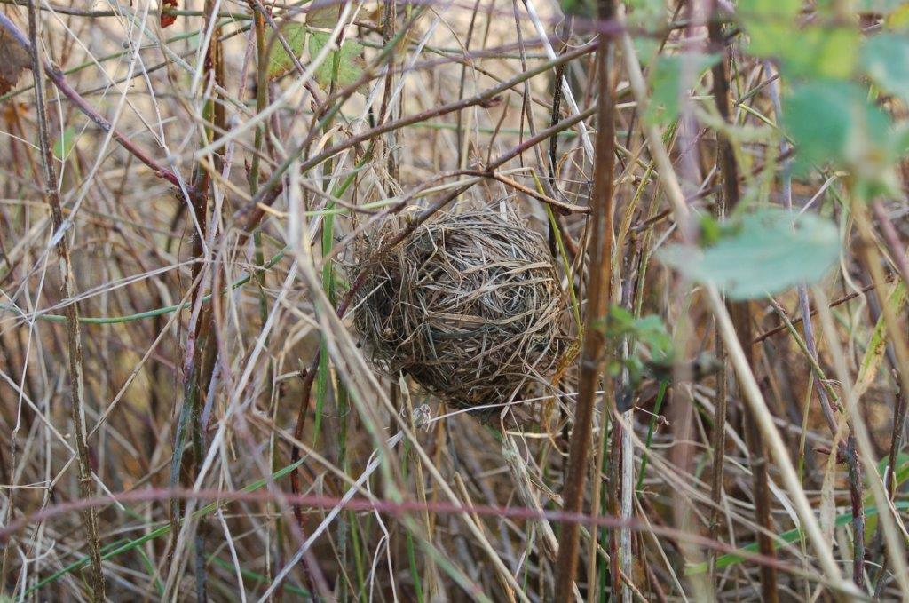 Harvest mouse nest
