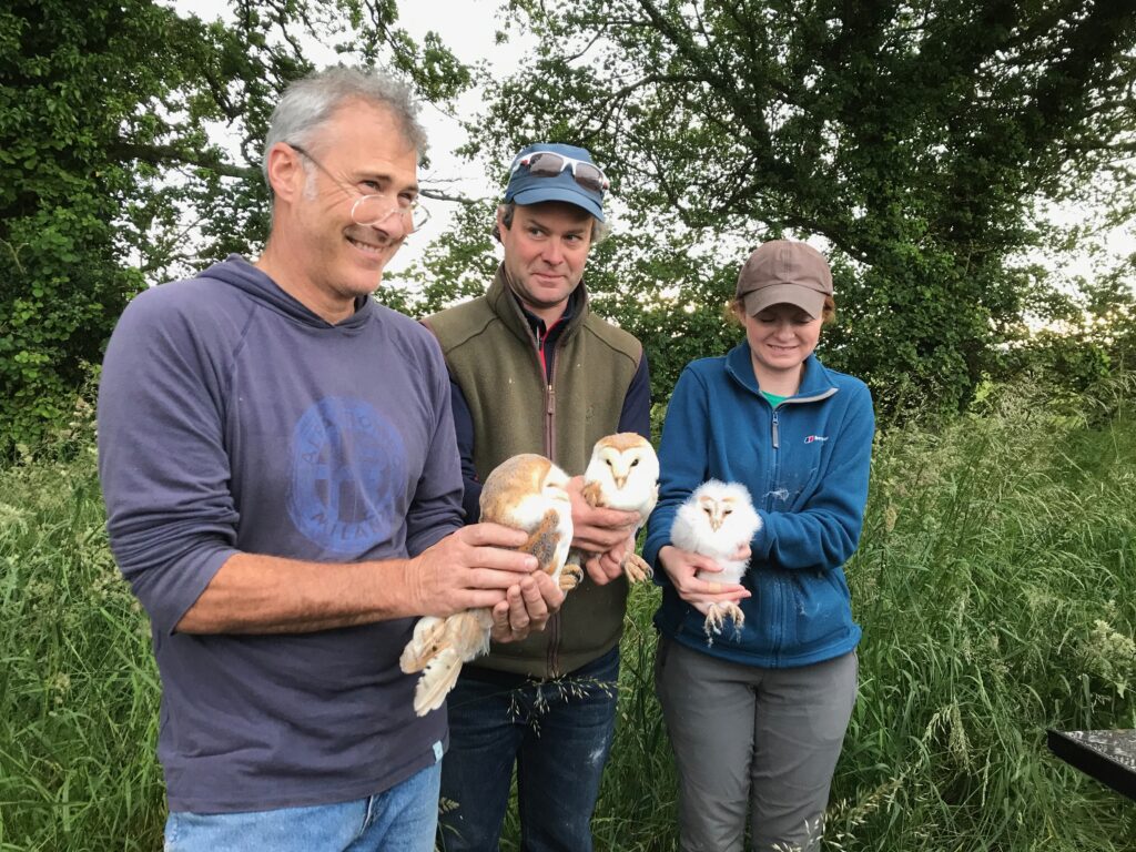 Selborne barn owls